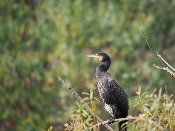 Great Cormorant 境川遊水地公園 Fri, 12/10/2021