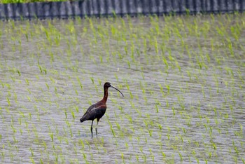 ブロンズトキ 佐賀県白石町の干拓地 2014年6月29日(日)