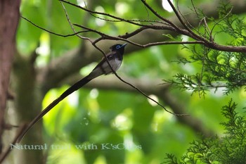 Black Paradise Flycatcher