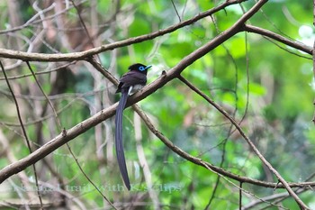 サンコウチョウ 東京都八王子市 2017年5月28日(日)