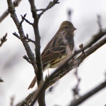 2021年12月6日(月) 印旛西沼の野鳥観察記録