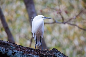 コサギ 保土ヶ谷公園 2016年2月6日(土)