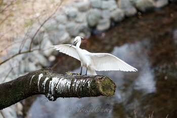 コサギ 保土ヶ谷公園 2016年2月6日(土)