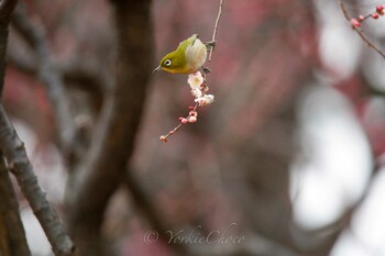 Warbling White-eye 保土ヶ谷公園 Sat, 2/6/2016