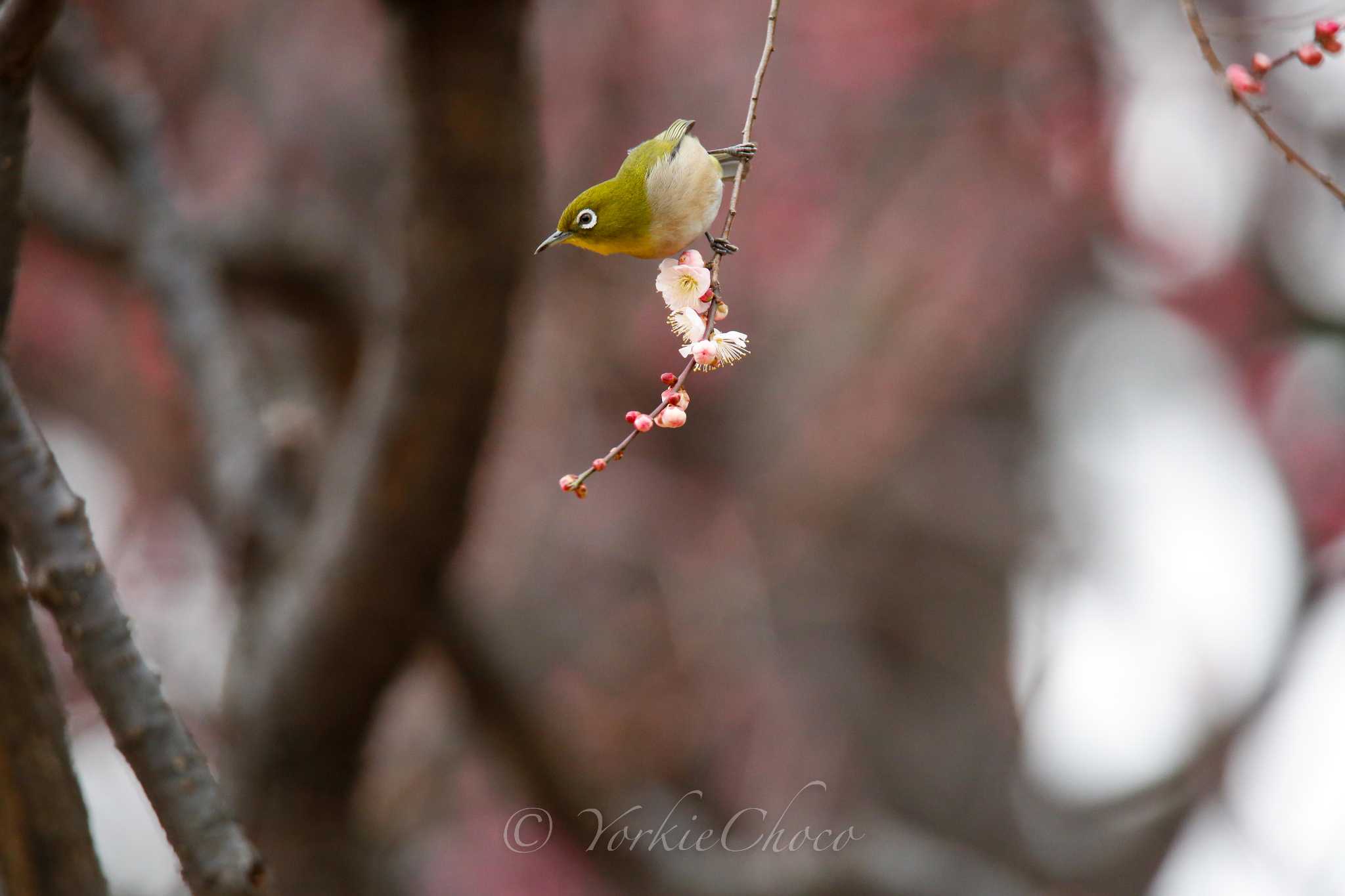 Photo of Warbling White-eye at 保土ヶ谷公園 by YorkieChoco