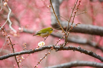 Warbling White-eye 保土ヶ谷公園 Sat, 2/6/2016