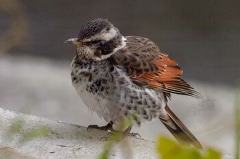 Dusky Thrush 木津川市 Fri, 12/10/2021