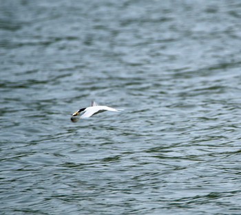 Little Tern Isanuma Tue, 5/30/2017