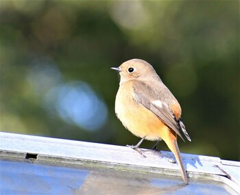 ジョウビタキ 瑞穂区土木事務所 2021年12月5日(日)