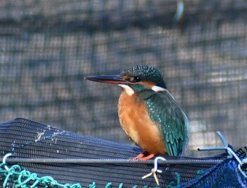 カワセミ 鶴舞公園(名古屋) 2021年12月9日(木)