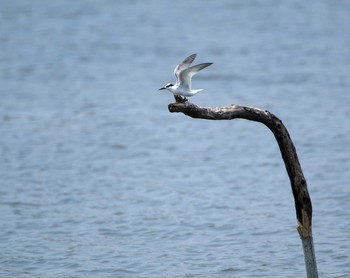 Black-naped Tern Isanuma Tue, 5/30/2017