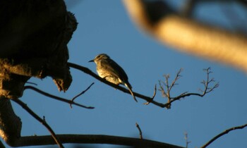 Brown-eared Bulbul 園芸高校 Fri, 12/10/2021