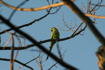 Rose-ringed Parakeet 園芸高校 Fri, 12/10/2021