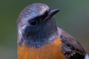 Daurian Redstart 追分市民の森 Fri, 12/10/2021