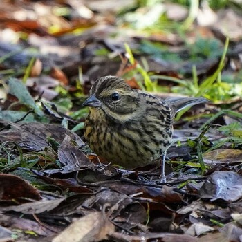 アオジ 大麻生野鳥の森公園 2021年12月2日(木)