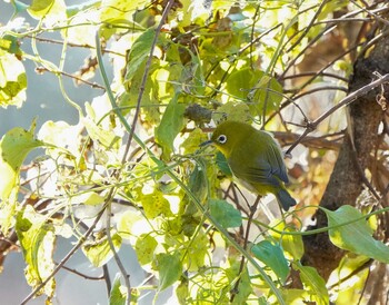 メジロ 大麻生野鳥の森公園 2021年12月2日(木)