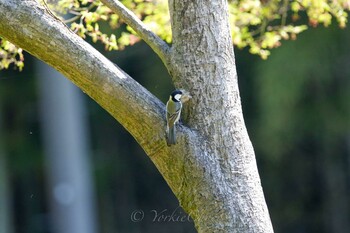 Japanese Tit Kodomo Shizen Park Sun, 4/16/2017