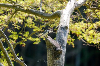 シジュウカラ こども自然公園 (大池公園/横浜市) 2017年4月16日(日)