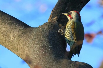 Japanese Green Woodpecker Higashitakane Forest park Sun, 12/5/2021