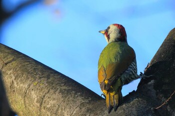 Japanese Green Woodpecker Higashitakane Forest park Sun, 12/5/2021