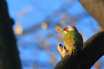 Japanese Green Woodpecker Higashitakane Forest park Sun, 12/5/2021