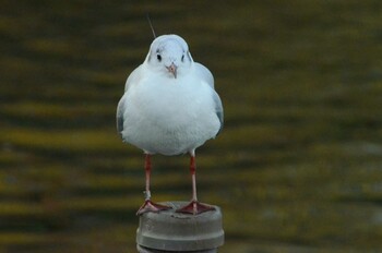 ユリカモメ 不忍池(上野恩賜公園) 2021年12月10日(金)