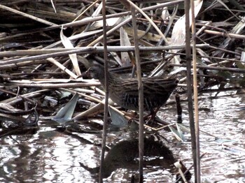 2021年12月10日(金) 葛西臨海公園の野鳥観察記録