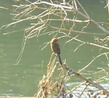 2021年12月4日(土) 川越市の野鳥観察記録