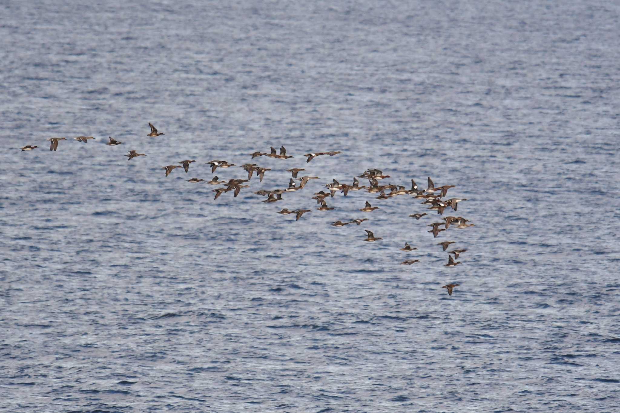 Northern Pintail