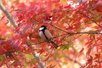 シジュウカラ 舞岡公園 2021年12月4日(土)