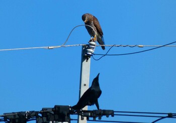 Large-billed Crow Yoron Island Fri, 12/10/2021