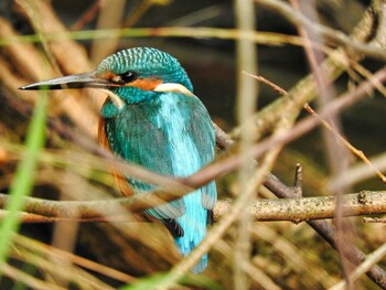 Common Kingfisher 奈良市水上池 Fri, 11/12/2021