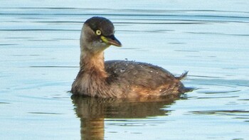 Fri, 12/10/2021 Birding report at 奈良市水上池