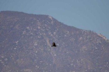 ヒメコンドル Puerto Los Cabos (Mexico) 2017年5月6日(土)