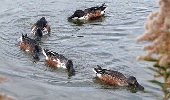 Northern Shoveler 奈良市水上池 Fri, 12/10/2021