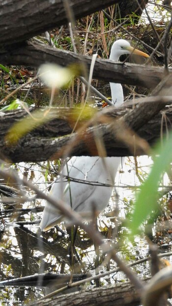 Medium Egret 奈良市水上池 Fri, 12/10/2021