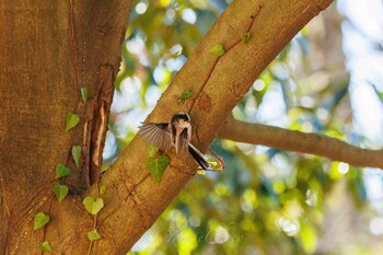 エナガ こども自然公園 (大池公園/横浜市) 2021年1月30日(土)