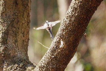 エナガ こども自然公園 (大池公園/横浜市) 2021年1月30日(土)