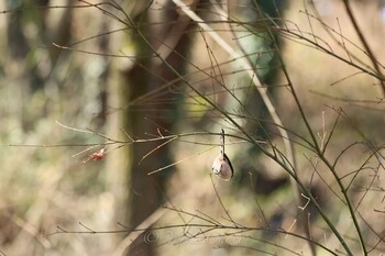 エナガ こども自然公園 (大池公園/横浜市) 2021年1月30日(土)