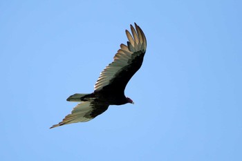 Turkey Vulture Puerto Los Cabos (Mexico) Sat, 5/6/2017