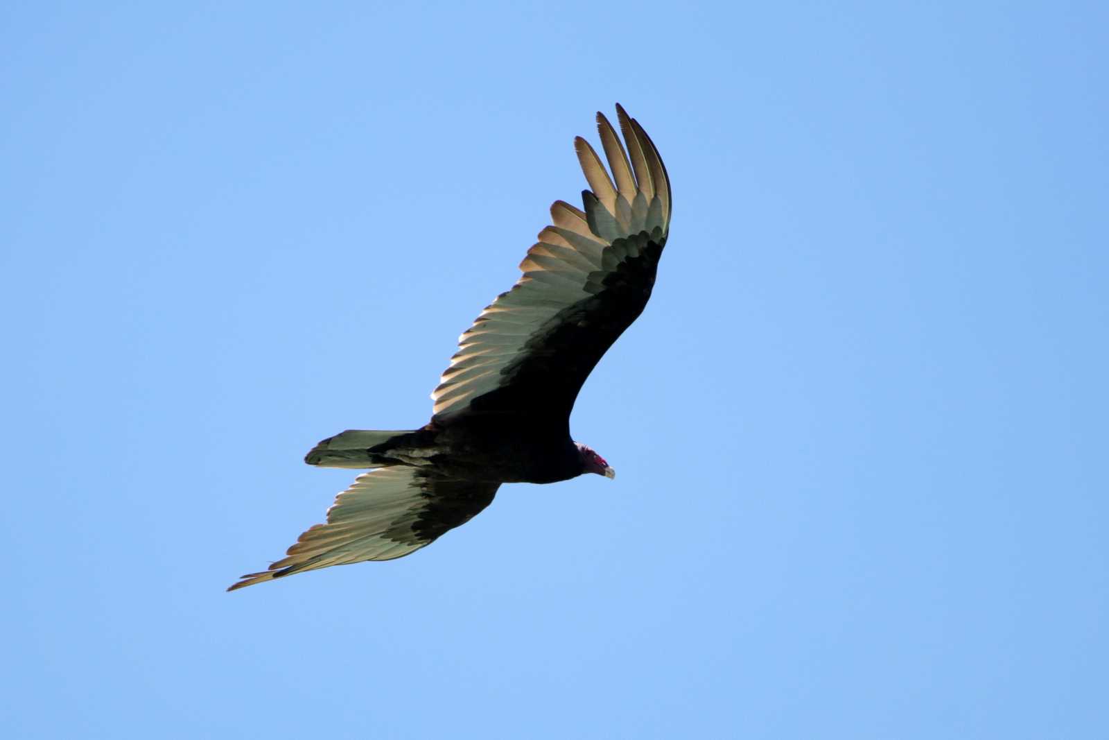 Photo of Turkey Vulture at Puerto Los Cabos (Mexico) by とみやん