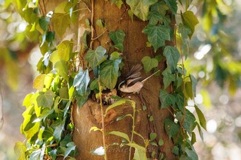 エナガ こども自然公園 (大池公園/横浜市) 2021年1月30日(土)