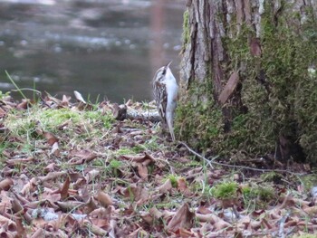 Eurasian Treecreeper Tomakomai Experimental Forest Fri, 12/10/2021