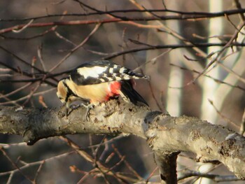Great Spotted Woodpecker Nishioka Park Thu, 12/9/2021