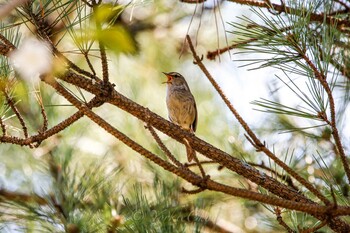 Japanese Bush Warbler Kodomo Shizen Park Sun, 4/16/2017