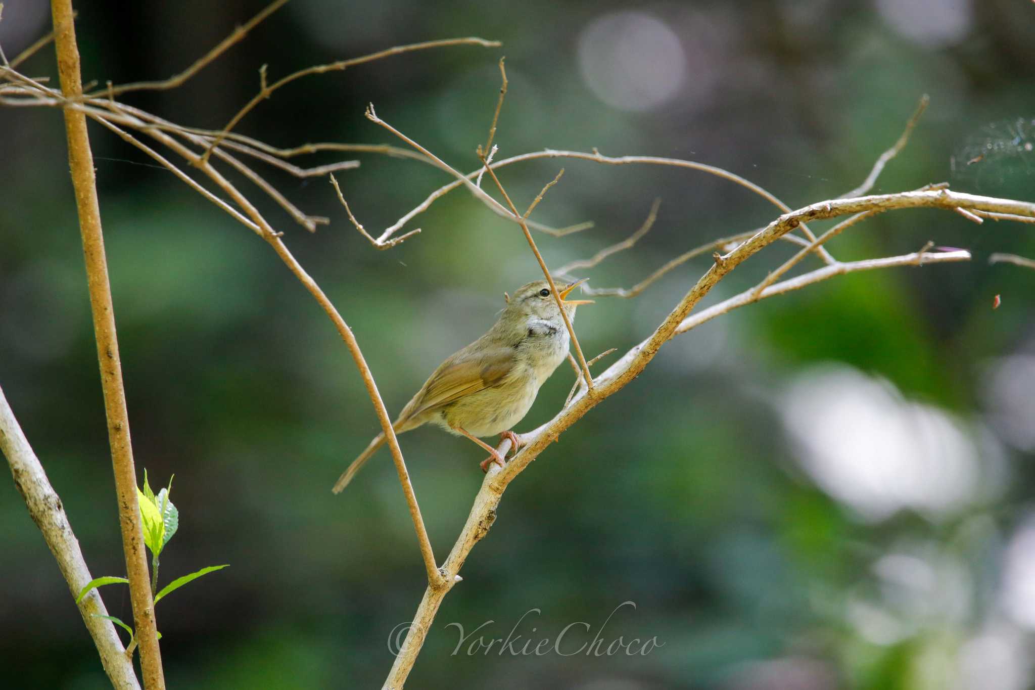 Photo of Japanese Bush Warbler at Kodomo Shizen Park by YorkieChoco