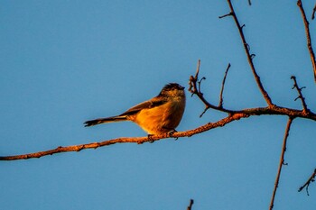 Long-tailed Tit Ooaso Wild Bird Forest Park Thu, 12/2/2021