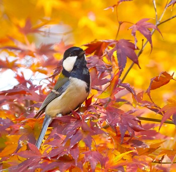 シジュウカラ 薬師池公園 2020年12月18日(金)