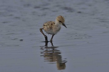 Black-winged Stilt Unknown Spots Wed, 5/31/2017