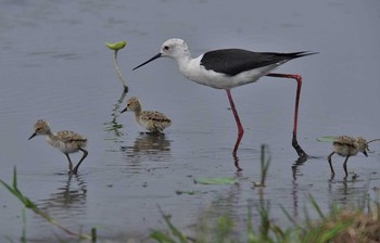 Black-winged Stilt Unknown Spots Wed, 5/31/2017